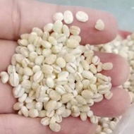 JALI IMPORT BARLEY SEEDS 500GRAM