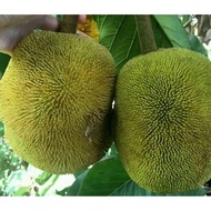 HOT  ITEM     " ANAK POKOK BUAH TARAP ISI PUTIH " ( TARAP KAHWIN ORIGINAL FROM SABAHAN ) STOK TERHAD