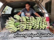 Anak pokok pisang - pisang nipah jumbo, nangka, tanduk, rastali