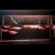 Ikan Arwana/Arowana Super Red Baby 10Cm #Gratisongkir