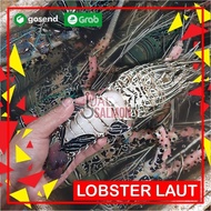 produk lobster besar 1kg isi 4-5 ekor/lobster laut/lobster murah high