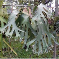 Platycerium Blue moon (Taiwan) 25 Jan 26