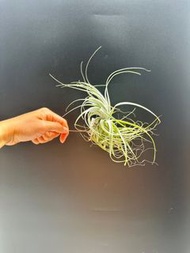 (hold)空氣草 空氣鳳梨 空氣草 空氣鳳梨 Tillandsia gardneri（薄紗）