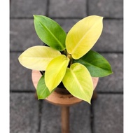 Tanaman hias philodendron lemon murah bunga hias philo lemon philo dendron monlight lemon berkualita