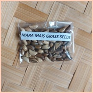 ◩ ◧ ♂ Maramais Seeds (50Pcs/Pack) Maramais Grass Seeds