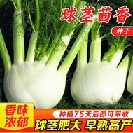 Ball Stem Fennel Seed Four Seasons Root Seed Anise Big Head Fennel Root Ball Stem Cut Stubborn Fenne