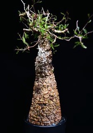 (361) 列加氏漆樹　The elephannnt tree/ Operculicarya decaryi /  塊根植物 Caudex / 另售象牙宮、龜甲龍、念珠橄欖、橄欖樹、象足漆樹