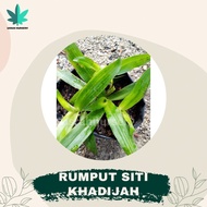 Rumput Siti Khadijah / Rumput Beijing /Spiderwort Grass/ Rumput Cina banyak KHASIAT