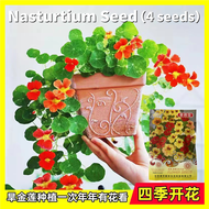 4 เมล็ด คละสี เมล็ดบอนสี Mixed Colors Edible Nasturtium Seed Flower Seeds for Planting Ornamental Climbing Flower Plant Bonsai Seeds เมล็ดพันธุ์ดอกไม้ ไม้ประดับ พันธุ์ดอกไม้ เมล็ดดอกไม้ บอนสีราคาถูก เมล็ดบอนสี ต้นบอนสี บอนไซ ดอกไม้ปลูก แต่งบ้านและสวน