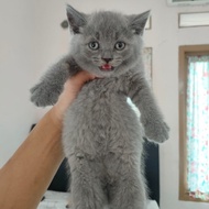 BSH british shorthair betina kucing lucu