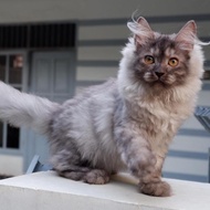 NEW STOCK KUCING MAINE COON BETINA MANJA KITTEN KODE 555