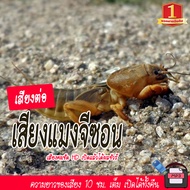 No.1 Shop เสียงต่อแมงจีซอน แมลงกระชอน ยาว 10 ชั่วโมง แฟลชไดร์ฟ USB MP3  เสียง เข้าไวสุด แฟลชไดร์ฟพร้