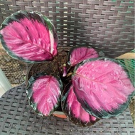 ♞Thai Calathea Crimson Collectors Item