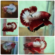 RBG (🔥 READYSTOCK / NO REQUEST 🔥) IKAN LAGA BETTA FISH MALE FEMALE FANCY COPPER ORENHEAD/REDHEAD/CEL