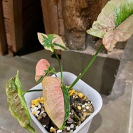 tanaman hias syngonium pink beauty realpict 5 daun