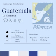 Single Origin Hand Brew Coffee Guatemala 🇬🇹 Geisha | 危地马拉  🇬🇹 瑰夏 手冲咖啡 ｜ Kopi Turas Guatemala 🇬🇹 Geis