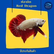 ปลากัด เรด ดราก้อน เพศชาย Red Dragon ปลากัดสวยงาม  มีประกันสินค้า