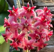 毬蘭苗 紅愛麗絲  Hoya erythrostemma Choking Pink