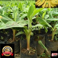 Bibit pisang cavendish ( bonggol )