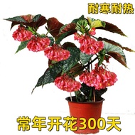 Bamboo Section Begonia Flower Potted Plant Large Leaf Variegated Easy to Grow All Seasons Balcony Fo