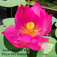 Lotus Bunga Teratai 荷花 莲花 IOB