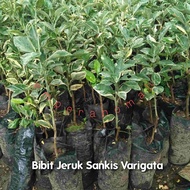 Bibit Buah Jeruk Sankis Varigata Okulasi
