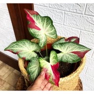 KELADI SHYCOOL RARE / CALADIUM