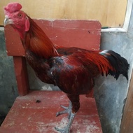 Ayam Kampung bangkok persilangan ( Indukan Magon + Pelung)