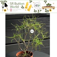 (Mix & match—min. spend RM15) 1pc Rare Euphorbia Hedyotoides Succulent 柳叶麒麟 H15-20cm+- Randomly pick