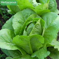 500seeds ROMAINE LETTUCE SEEDS