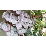 Pokok Begonia /Asam Batu