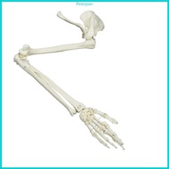 RPAN Human Skeleton Arm Skeletons Study Model Medicals Anatomical Model Arm Skeleton Model Life Size