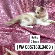 Kucing 2 bulan persia mix mixdom
