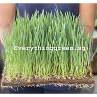 Hard Red Spring Wheatgrass Seeds Pack - Certified Organic &amp; GMO-Free