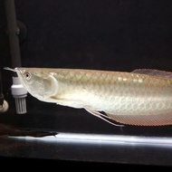 Ikan Arwana silver 20 cm