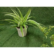 Spider Plant/SP Lelabah/SP Lily berubi/SP Bonie Curly