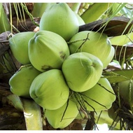 Anak Pokok Kelapa Tacunan