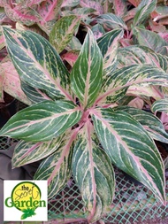 Aglaonema Cocomelon with FREE plastic pot and garden soil (Indoor Plant Real Plant and Limited Stock