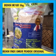 BENIH PADI M70D 5KG PADI M 70D UMUR PENDEK GENJAH PADI UNGGUL