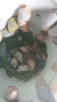 bekicot putih per 1 pcs