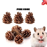 PIN CONE Pine Seed Hamster Bite Toy and Decoration DELLO