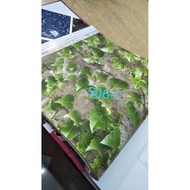 3D LEAF MOTIF CAFE WALLPAPER
