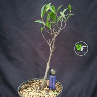 Ficus Kalifornia / Beringin California / Bibit Bonsai