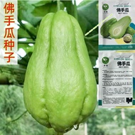 现货爆款佛手瓜种子原装优质香脆球形农用瓜果蔬菜佛手瓜果庭院菜种籽chayote seeds original high quality crispy spherical agricultural202
