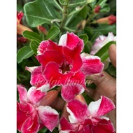 READYSTOCK ADENIUM MERAH PUTIH(X POT)