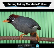 Burung Poksay Mandarin Gacoran Voer Total