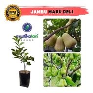 Bibit Jambu Air Madu Deli – Manis & Segar, Cepat Berbuah
