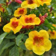 Anak Pokok Bunga Tecoma Sparky