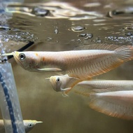 Albino Silver Arowana/Ornamental fish/Freshwater/Readystock