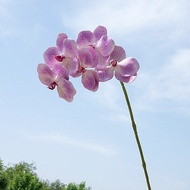 Single Branch 5-Head Large Flower Bandai Orchid 3D Printing Silicone Cotton artificial Flower